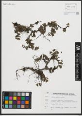 Foto von Salix serpyllifolia Scop.
